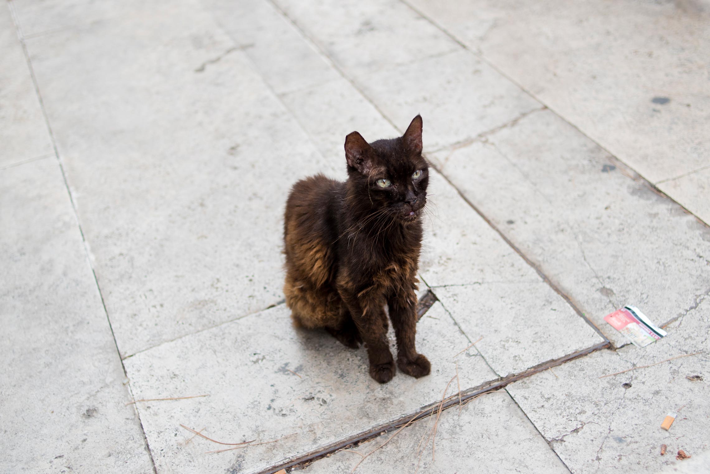 The Best Free Things to do in Rome, Cat Sanctuary