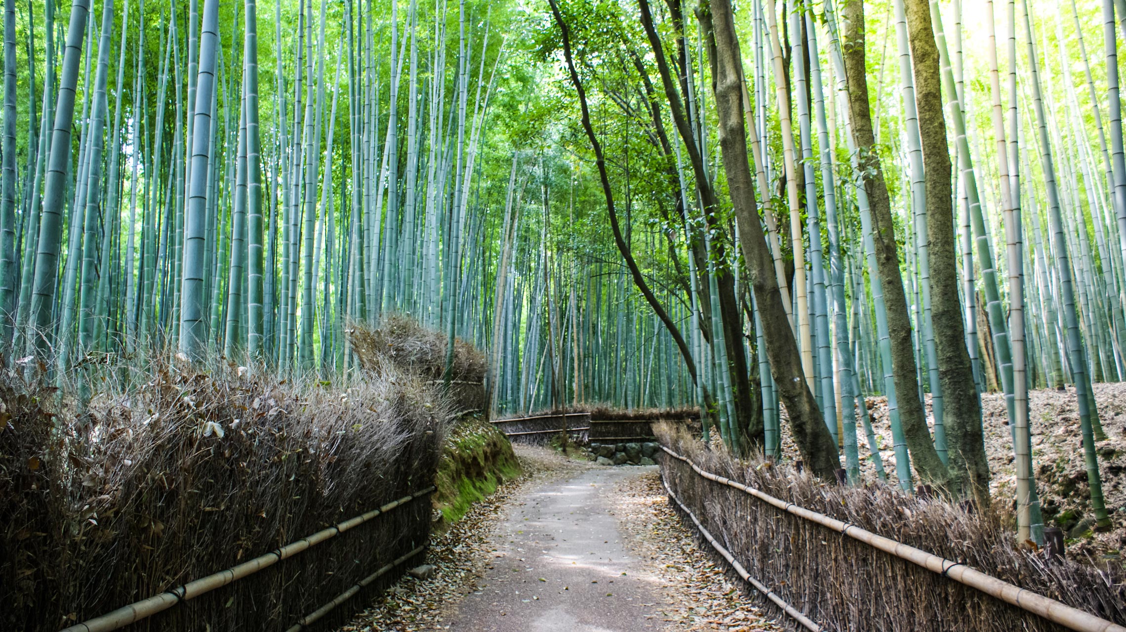 Arashiyama, Kyoto