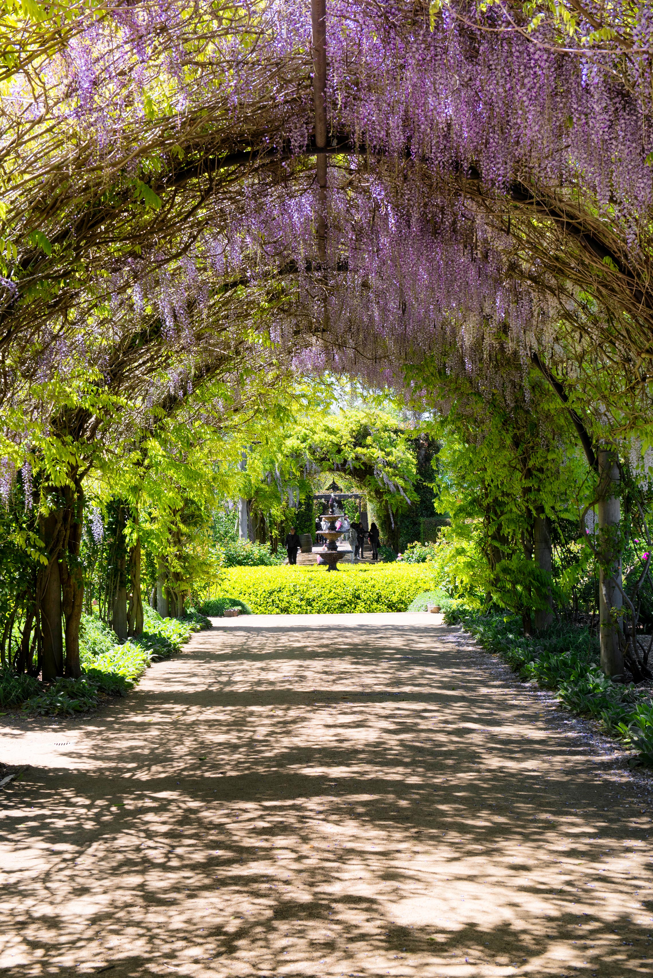 Allowyn Gardens, Wisteria, Yarra Valley