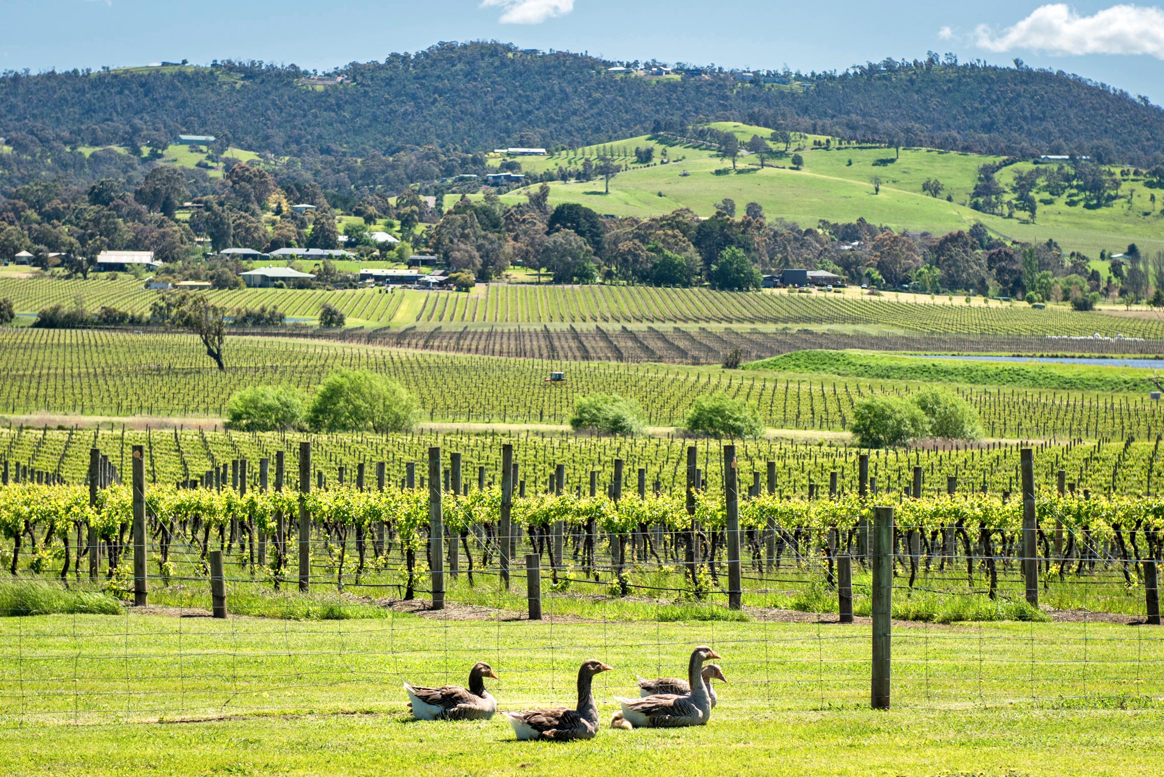 Yarra Valley, Yarrawood Estate View