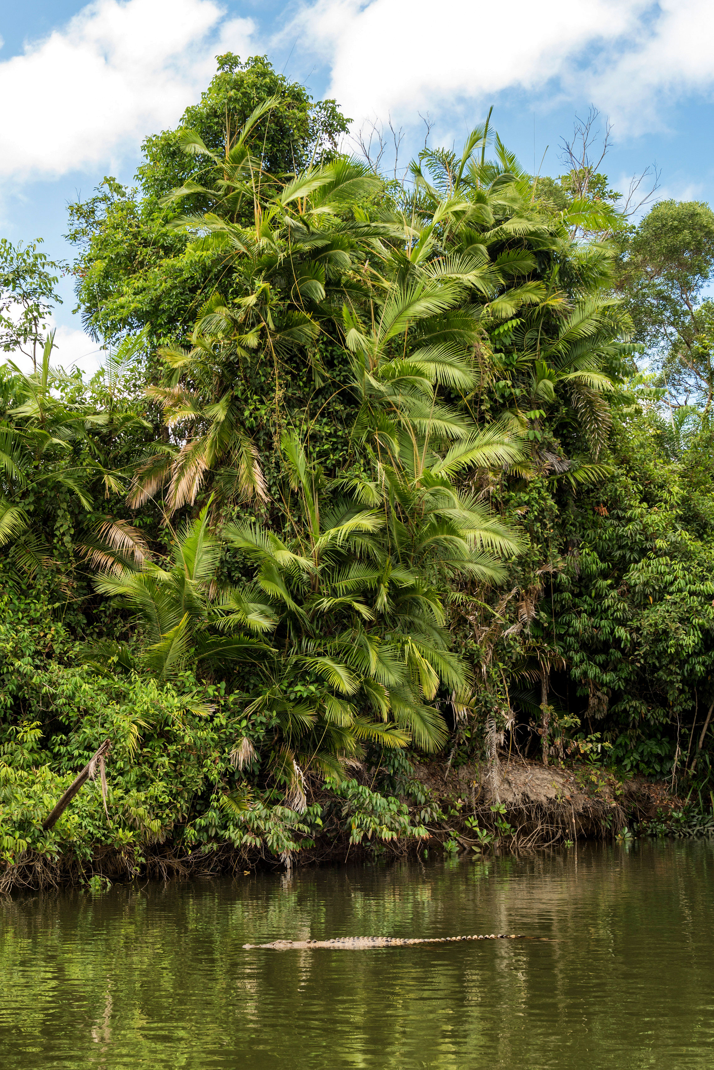 Australian Wildlife, Crocodile, Far North Queensland, Daintree River