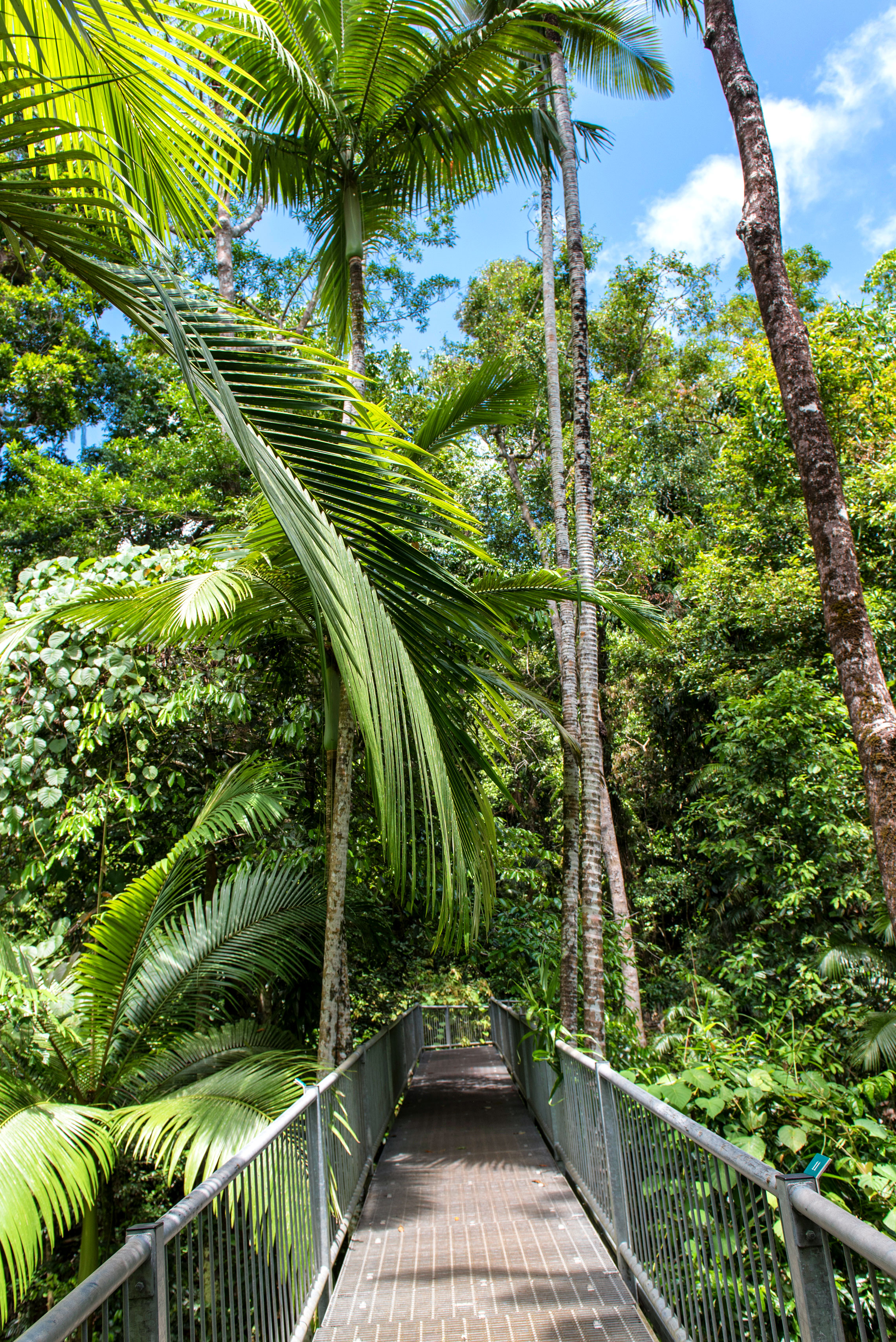 Daintree Discovery Centre, Daintree Rainforest, Aerial Walkway