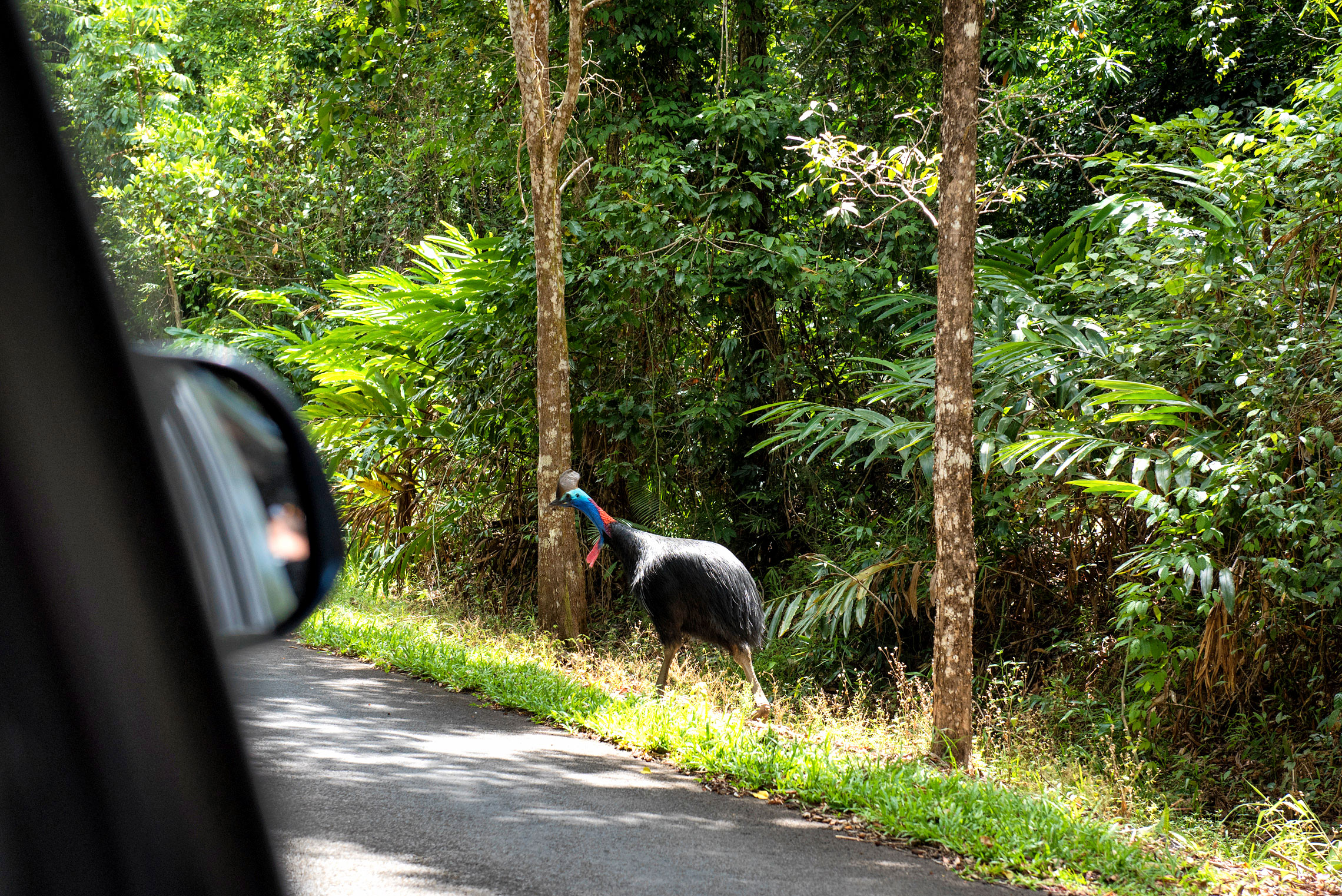 Australian Wildlife, Southern Cassowary, Daintree Rainforest