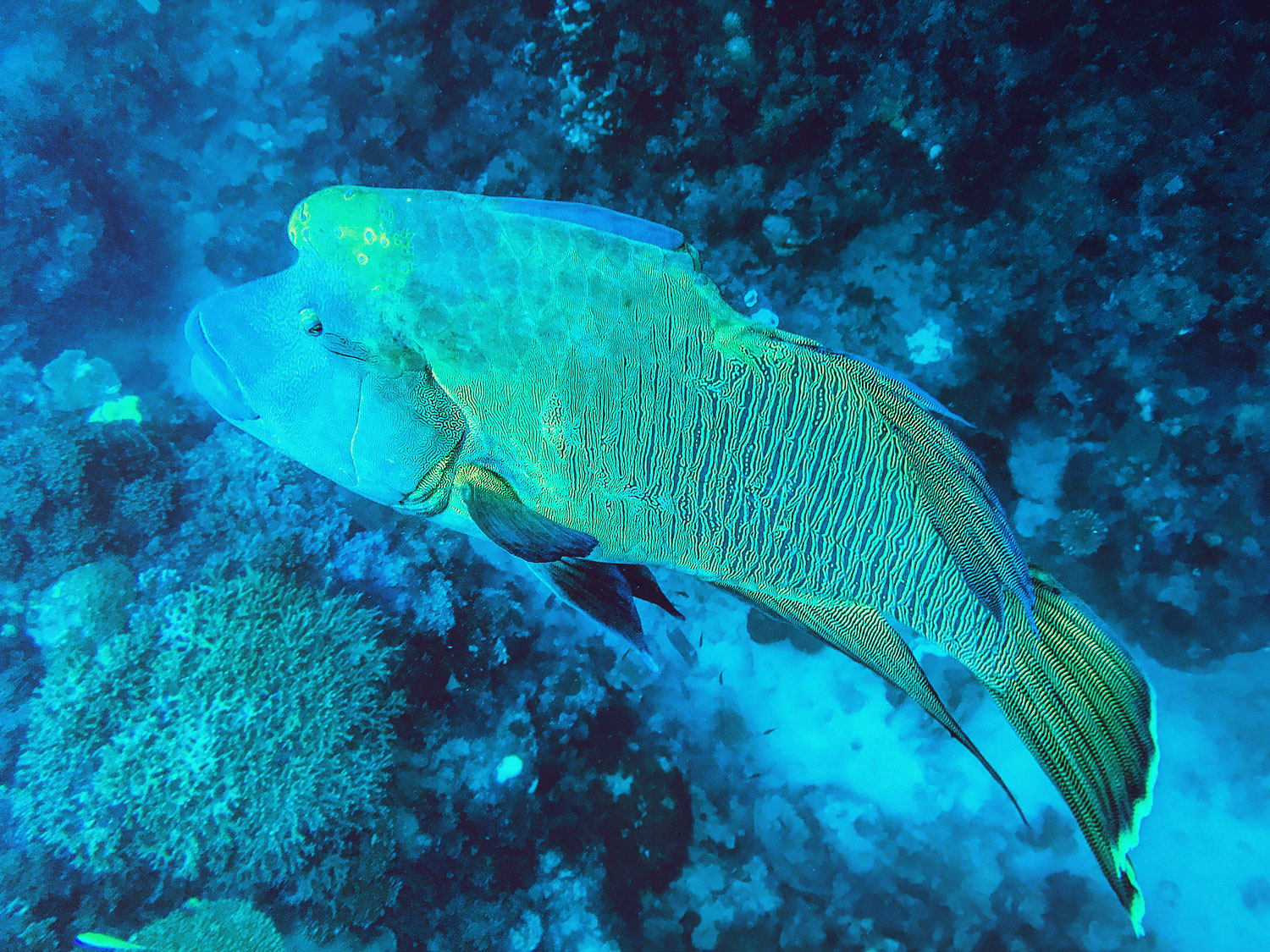 Australian Wildlife, Great Barrier Reef, Maori Wrasse