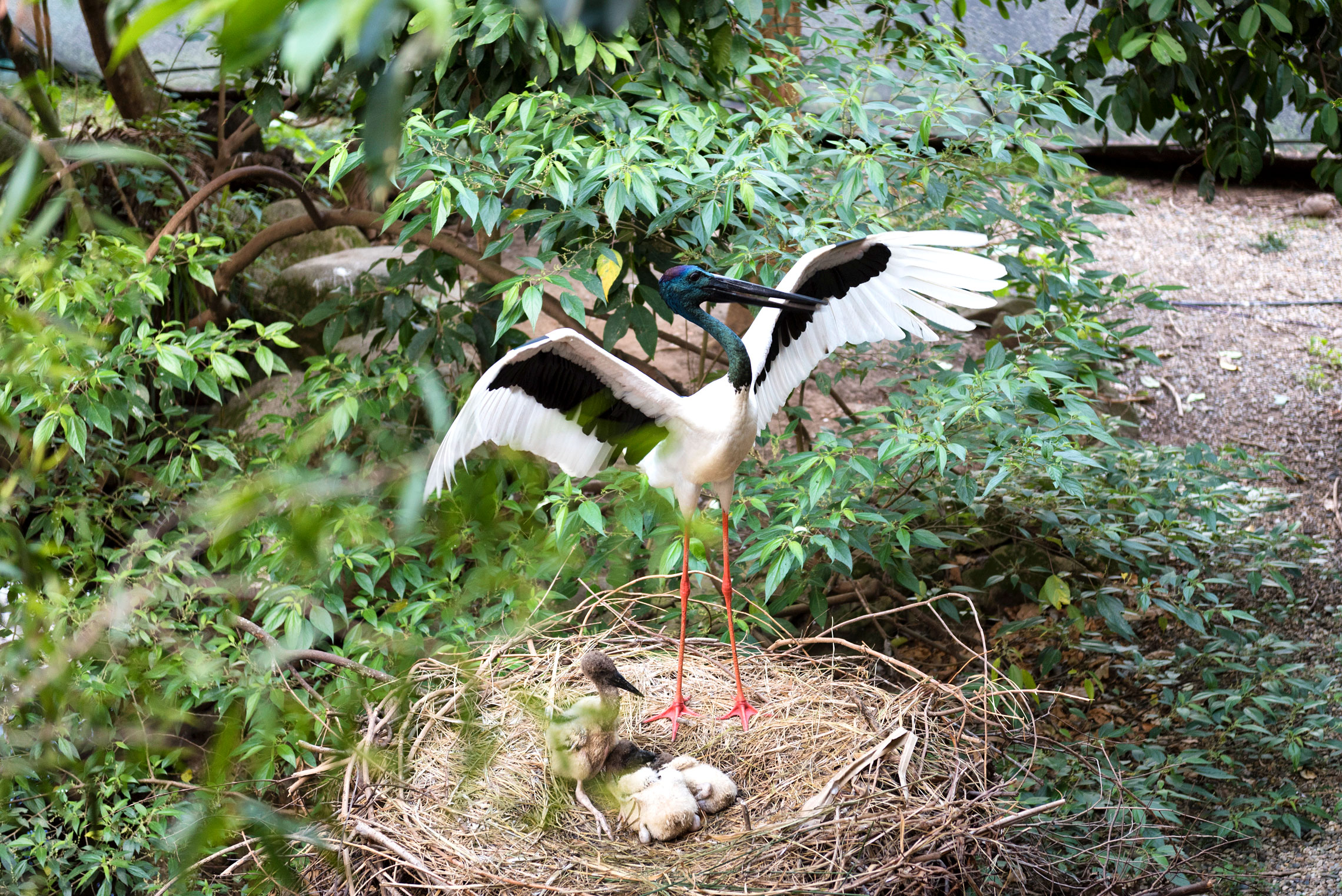 Stork, Wildlife Habitat, Port Douglas