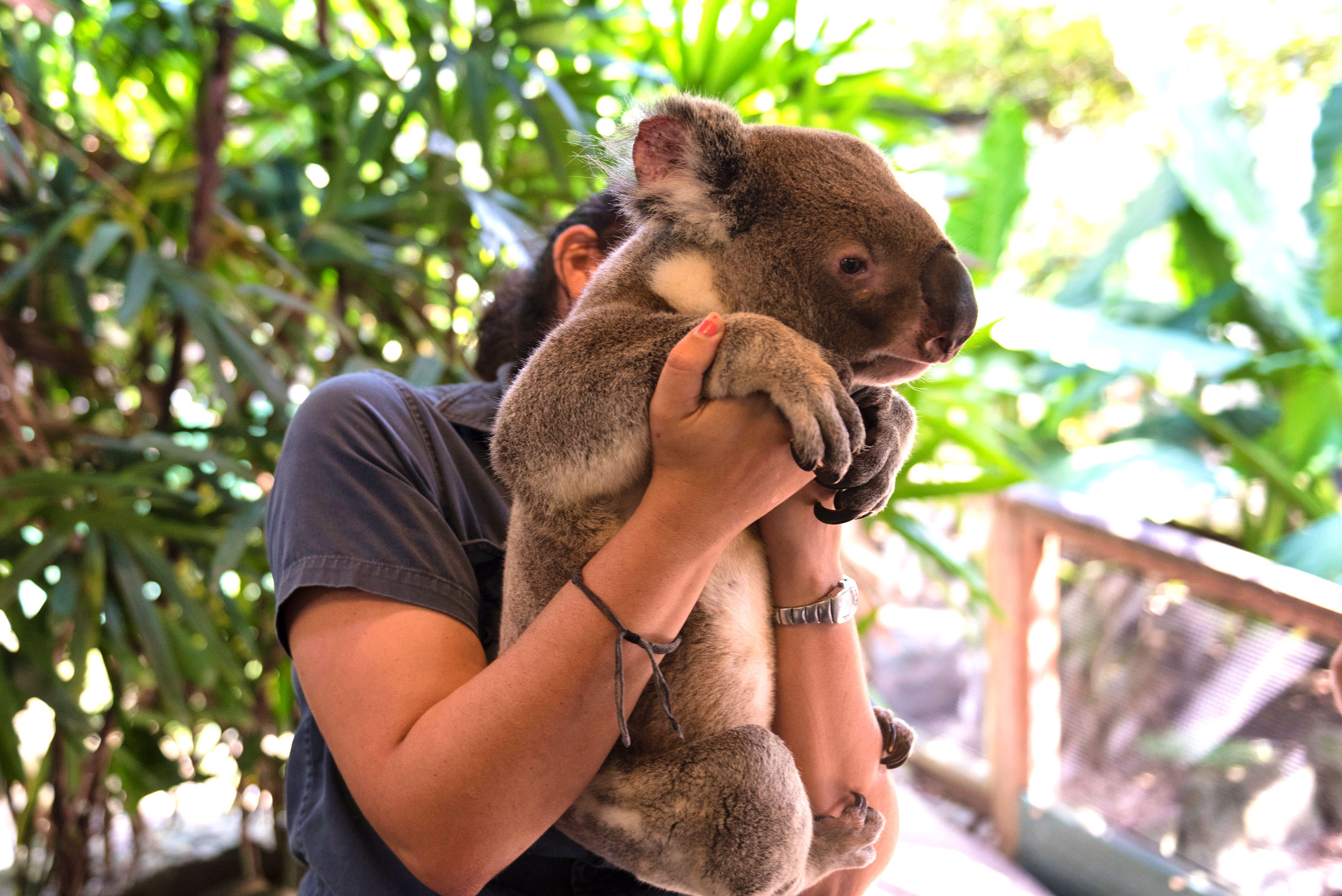 Koala, Wildlife Habitat, Far North Queensland
