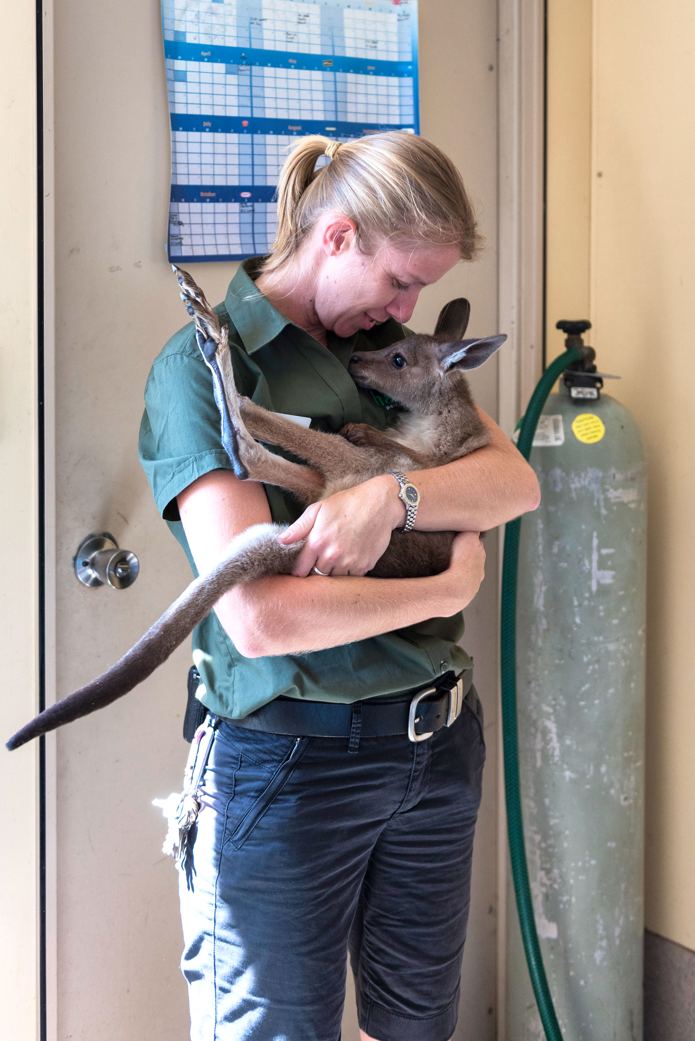 Kangaroo Joey, Wildlife Care Centre, Wildlife Habitat, Port Douglas