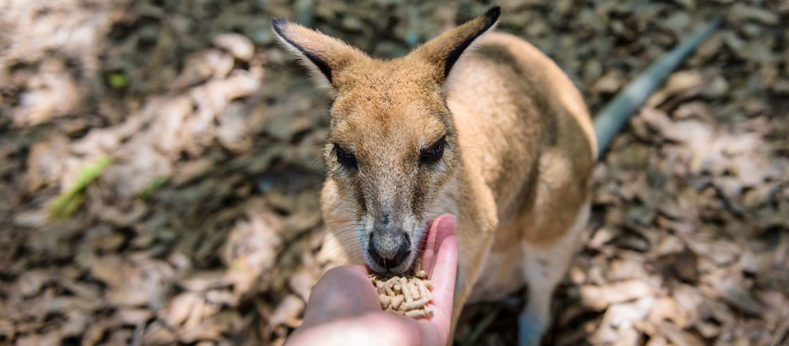 Wallaby, Wildlife Habitat, Far North Queensland