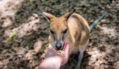 Wallaby, Wildlife Habitat, Far North Queensland