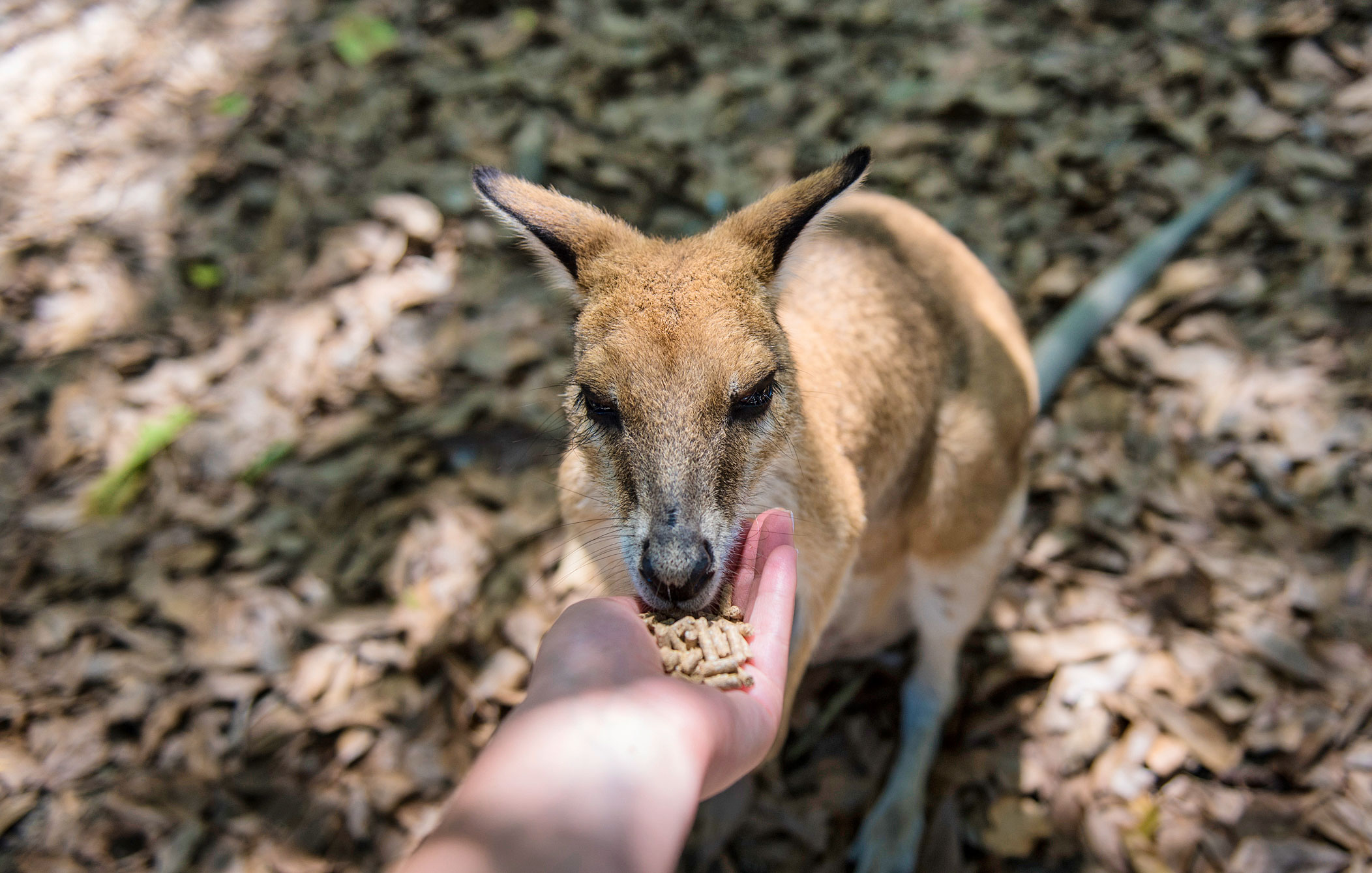 Wallaby, Wildlife Habitat, Far North Quensland