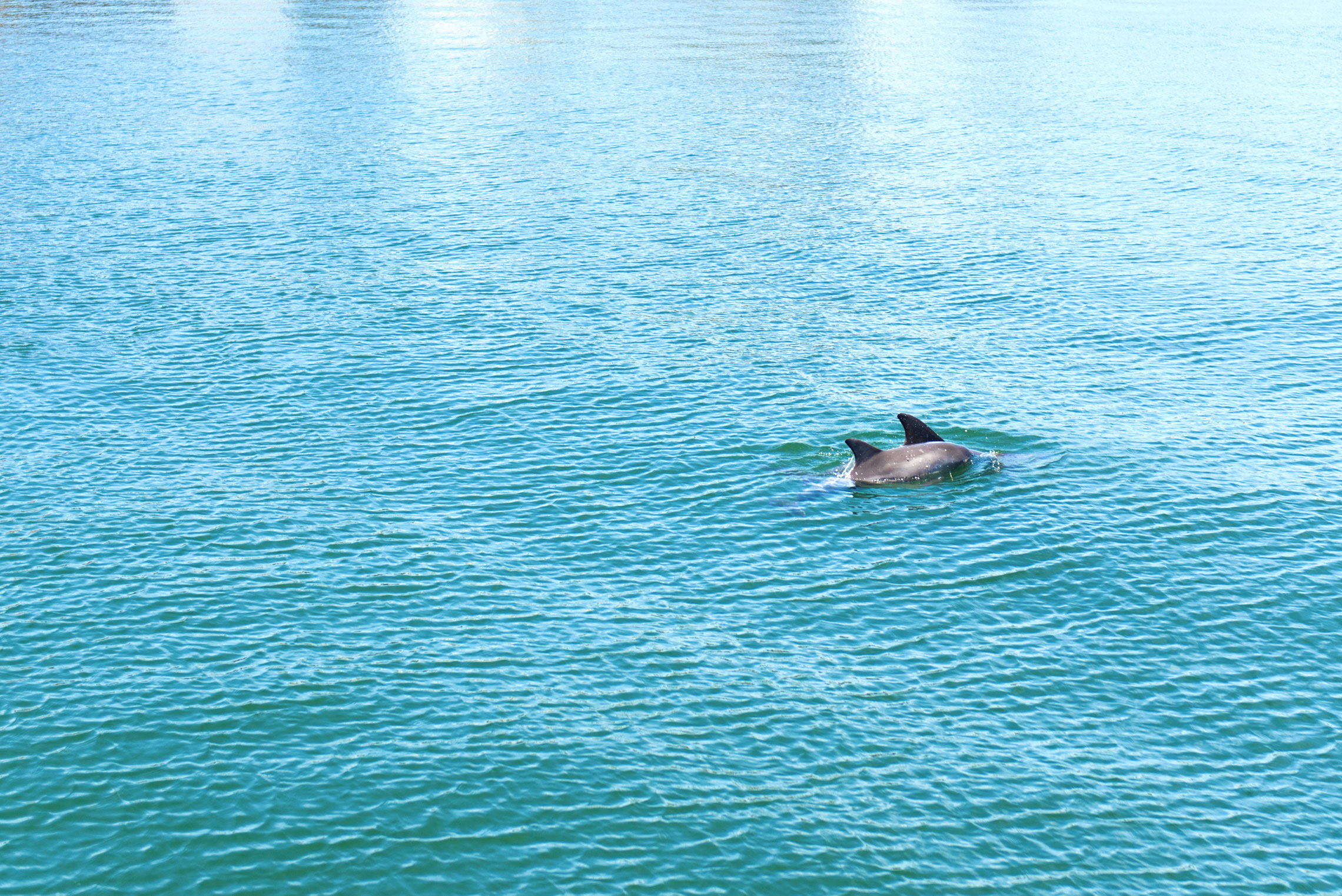 Port Macquarie, Cruise Terminal, Dolphins, Hastings River