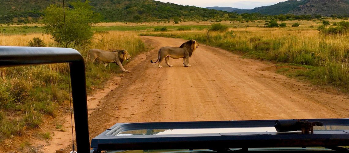 south africa safari, game drive, lion