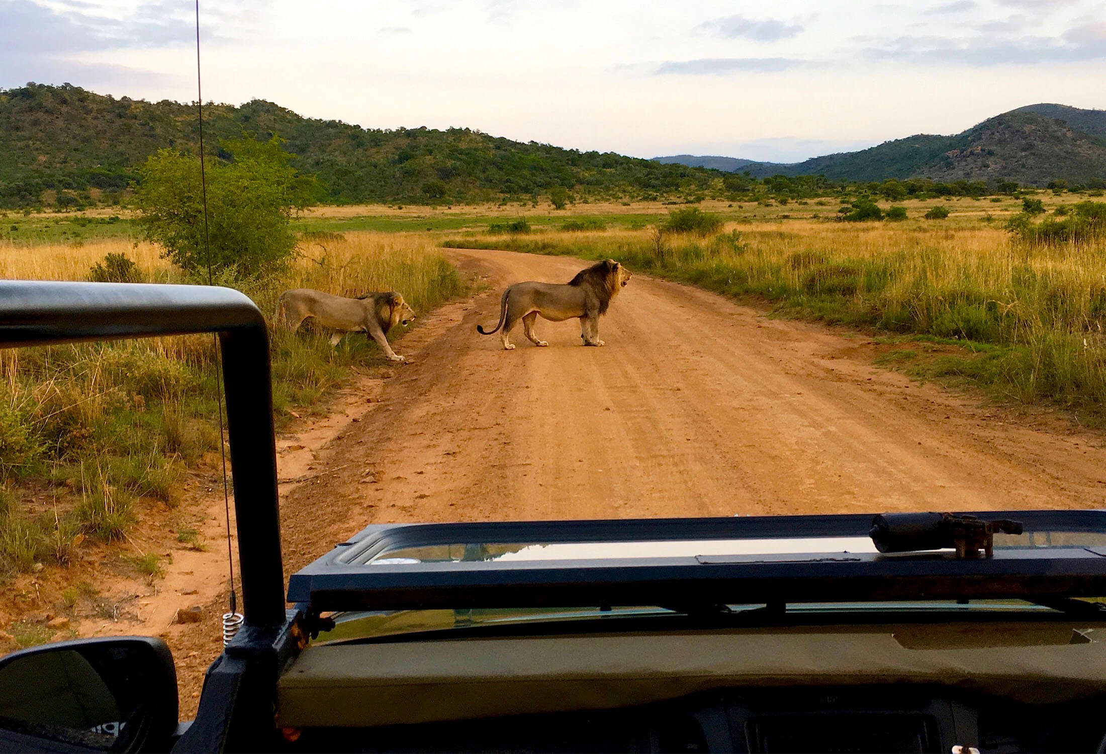 south africa safari, game drive, lion
