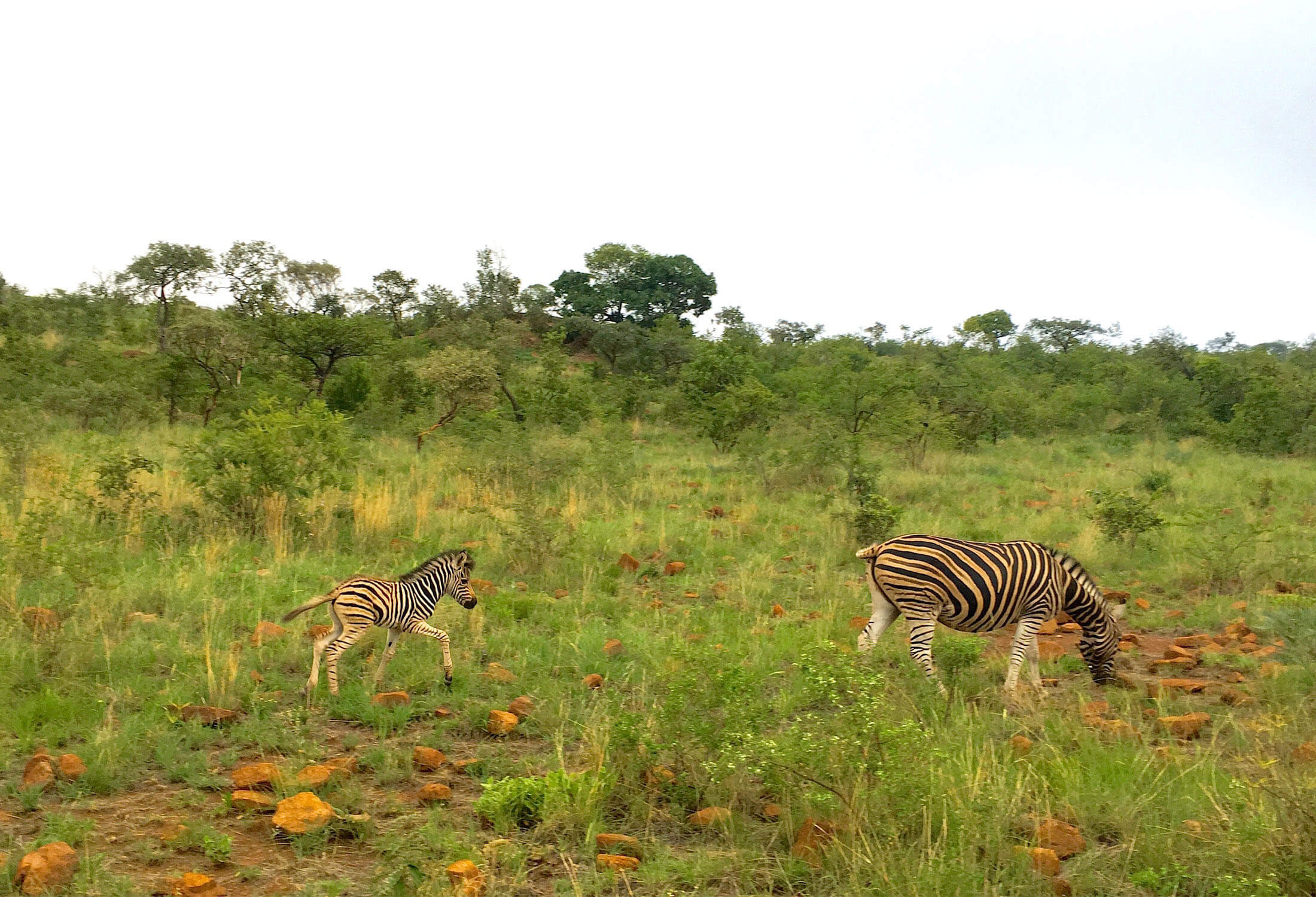 south africa safari, zebra