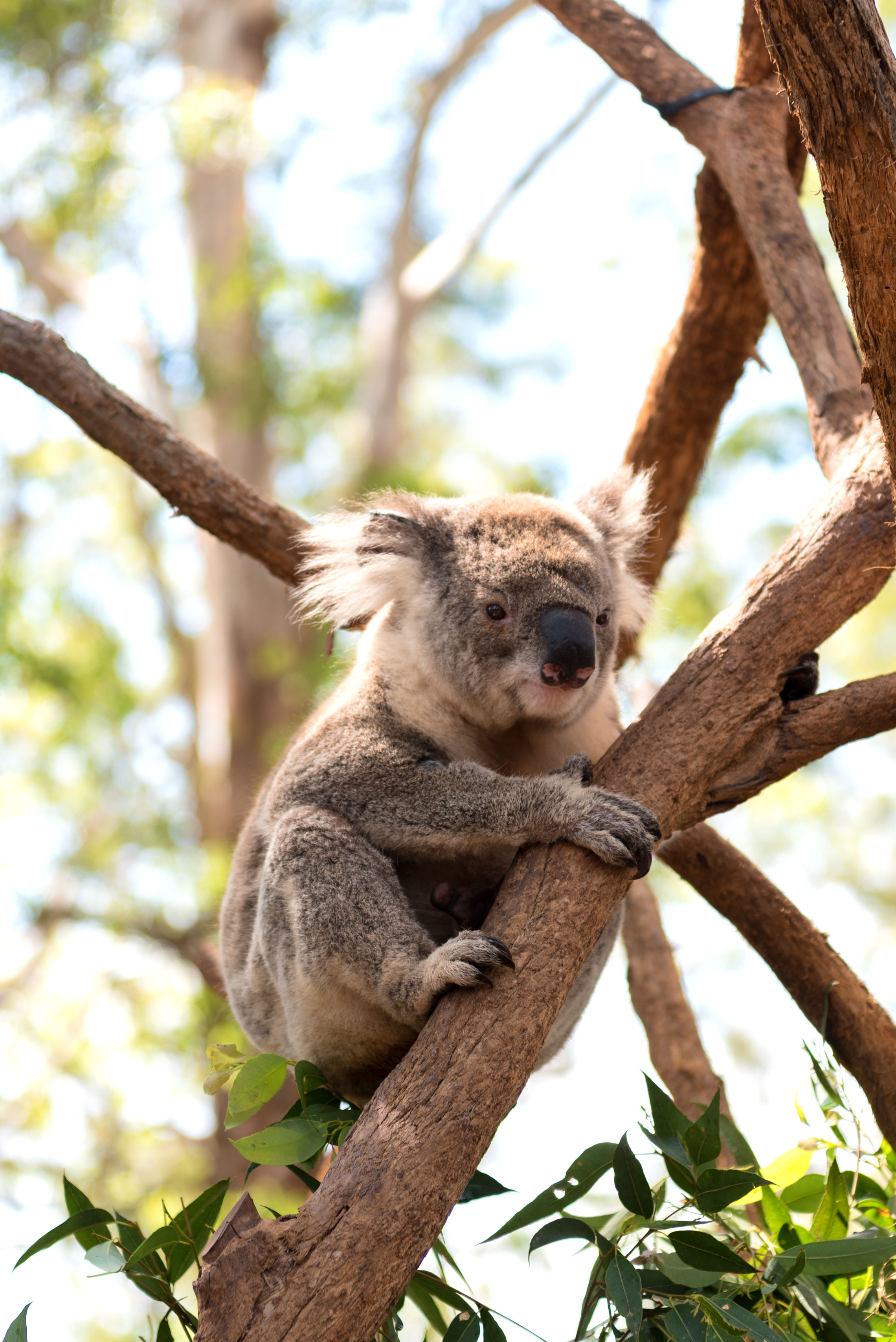 Koala Hospital, Port Macquarie