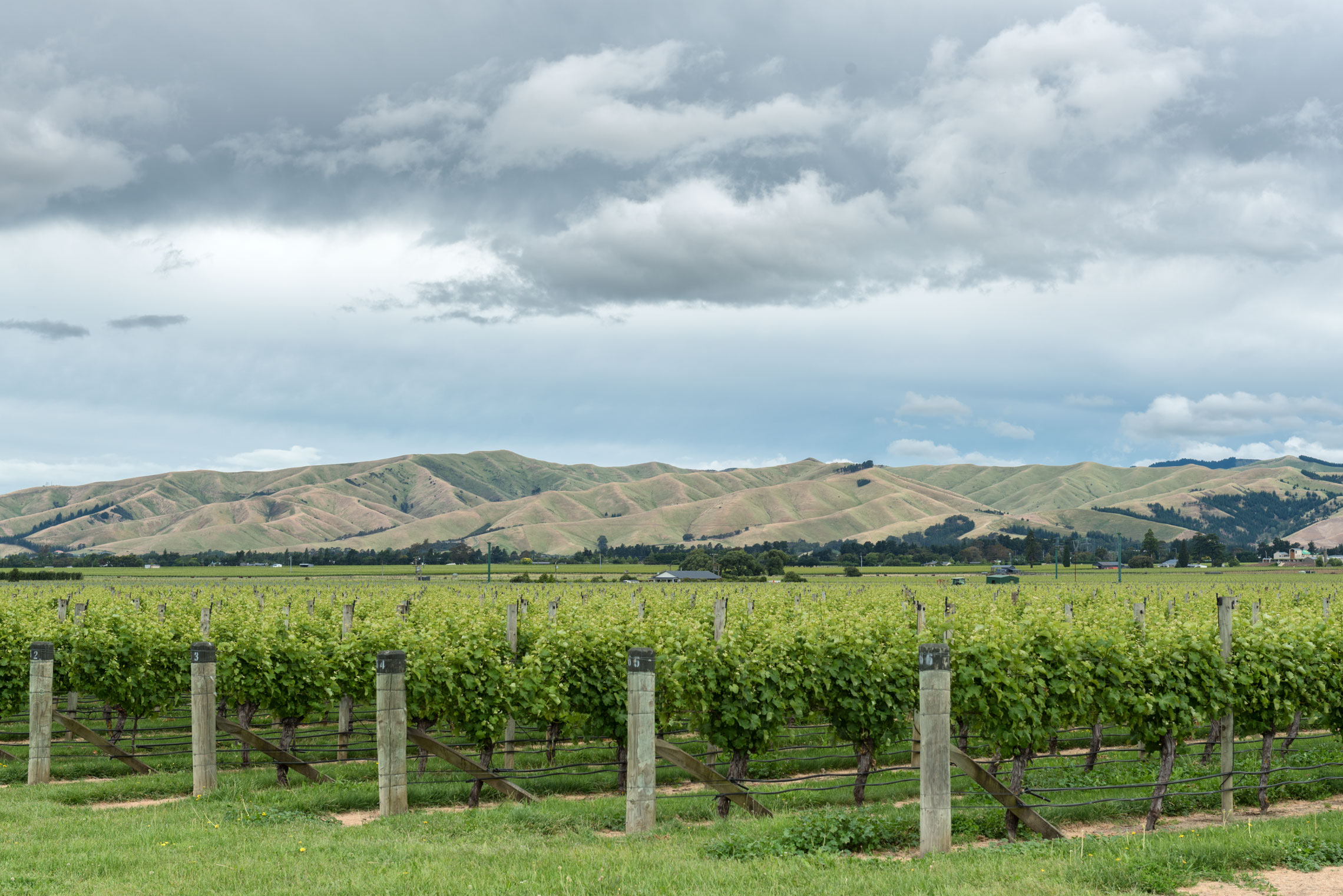 Marlborough Wine Region, New Zealand