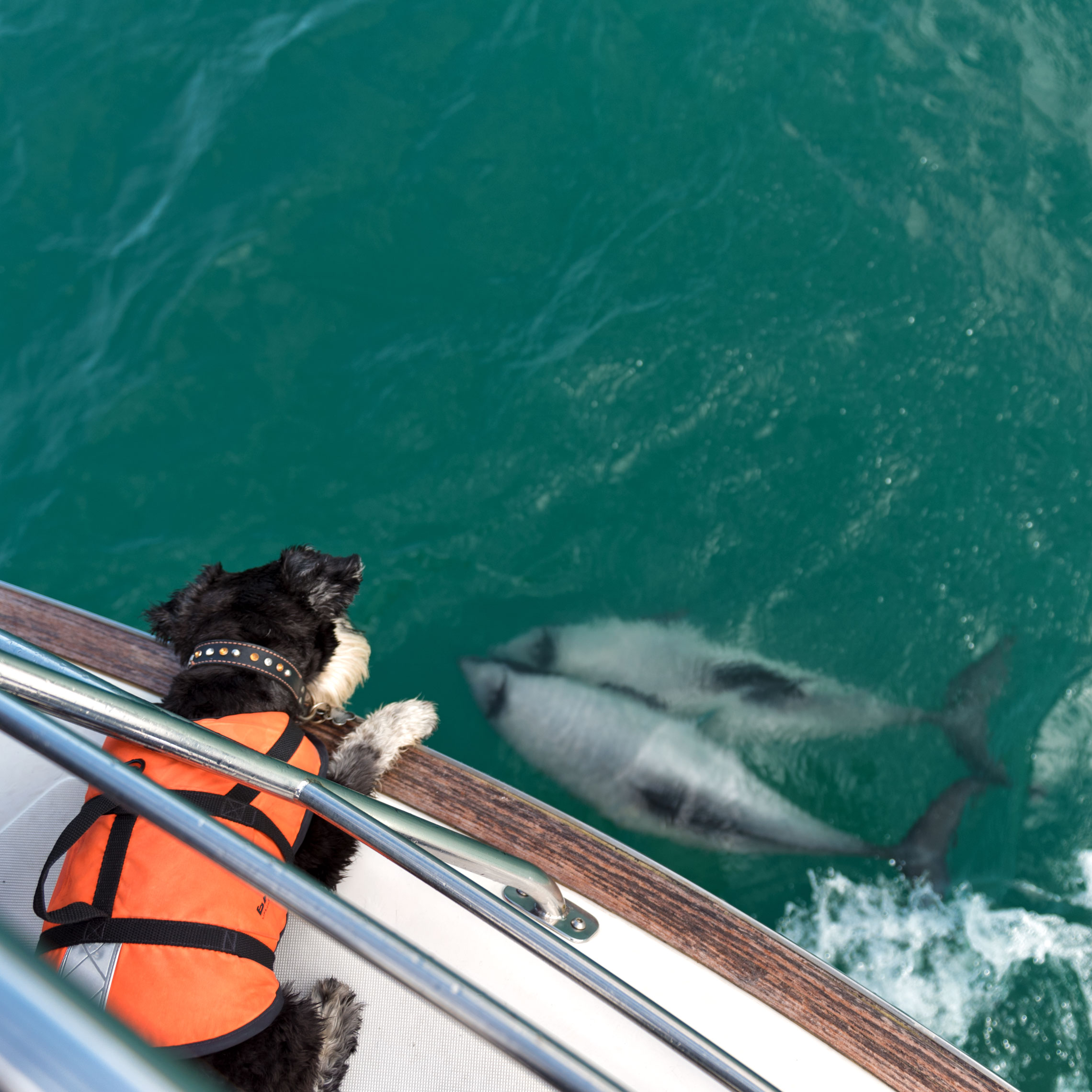 Hector's dolphin, Akaroa, Akaroa Dolphins