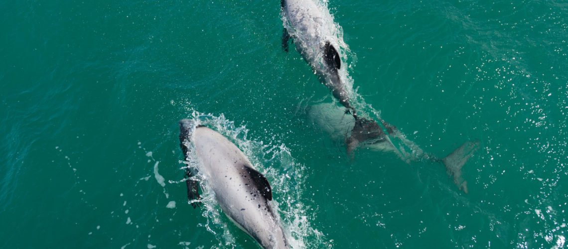 Akaroa Dolphins Cruise, Hector's Dolphin