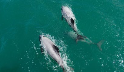 Akaroa Dolphins Cruise, Hector's Dolphin