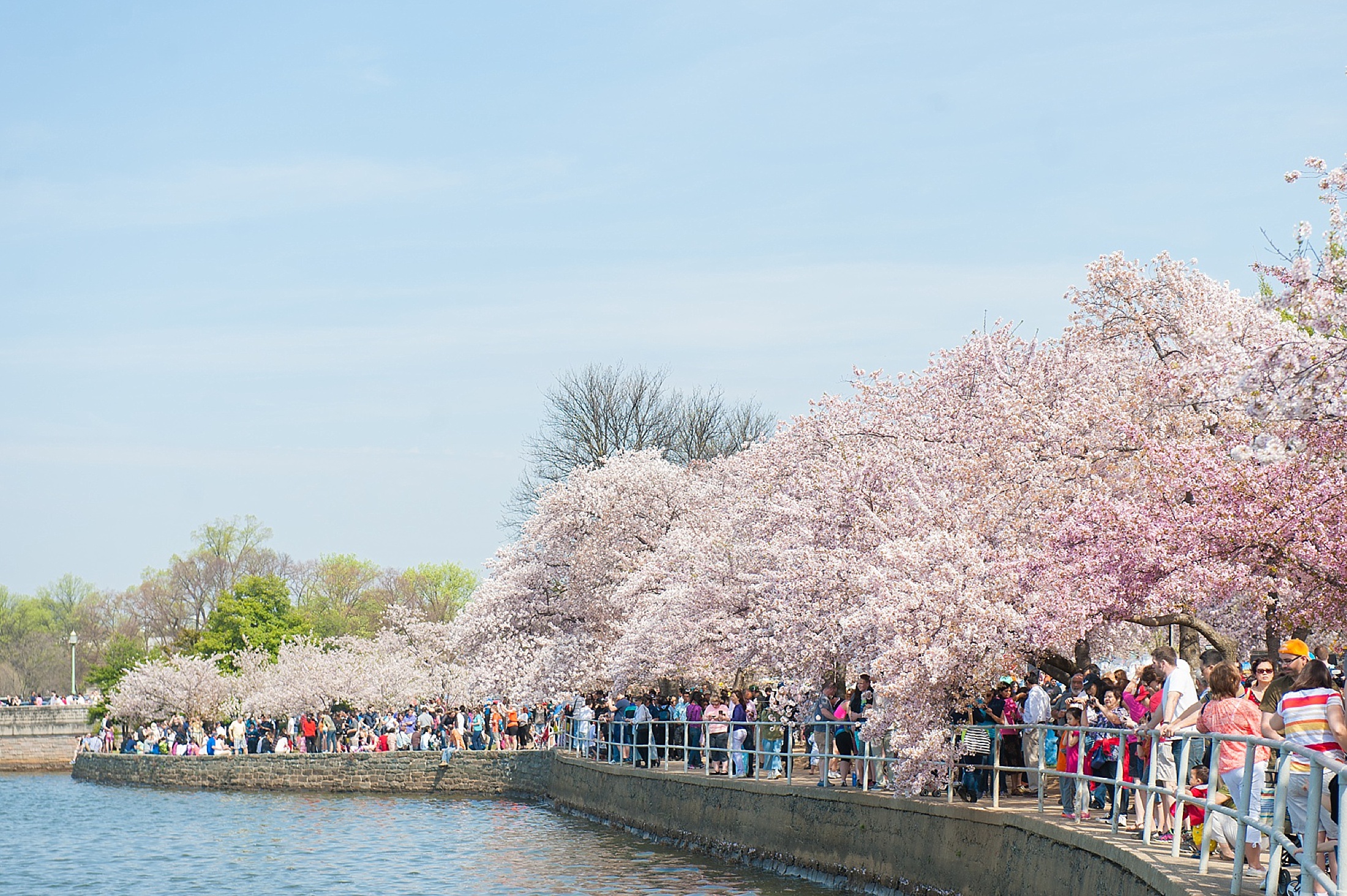How to Spend One Perfect Day in Washington, DC with a stop at the Tidal Basin for Cherry Blossoms