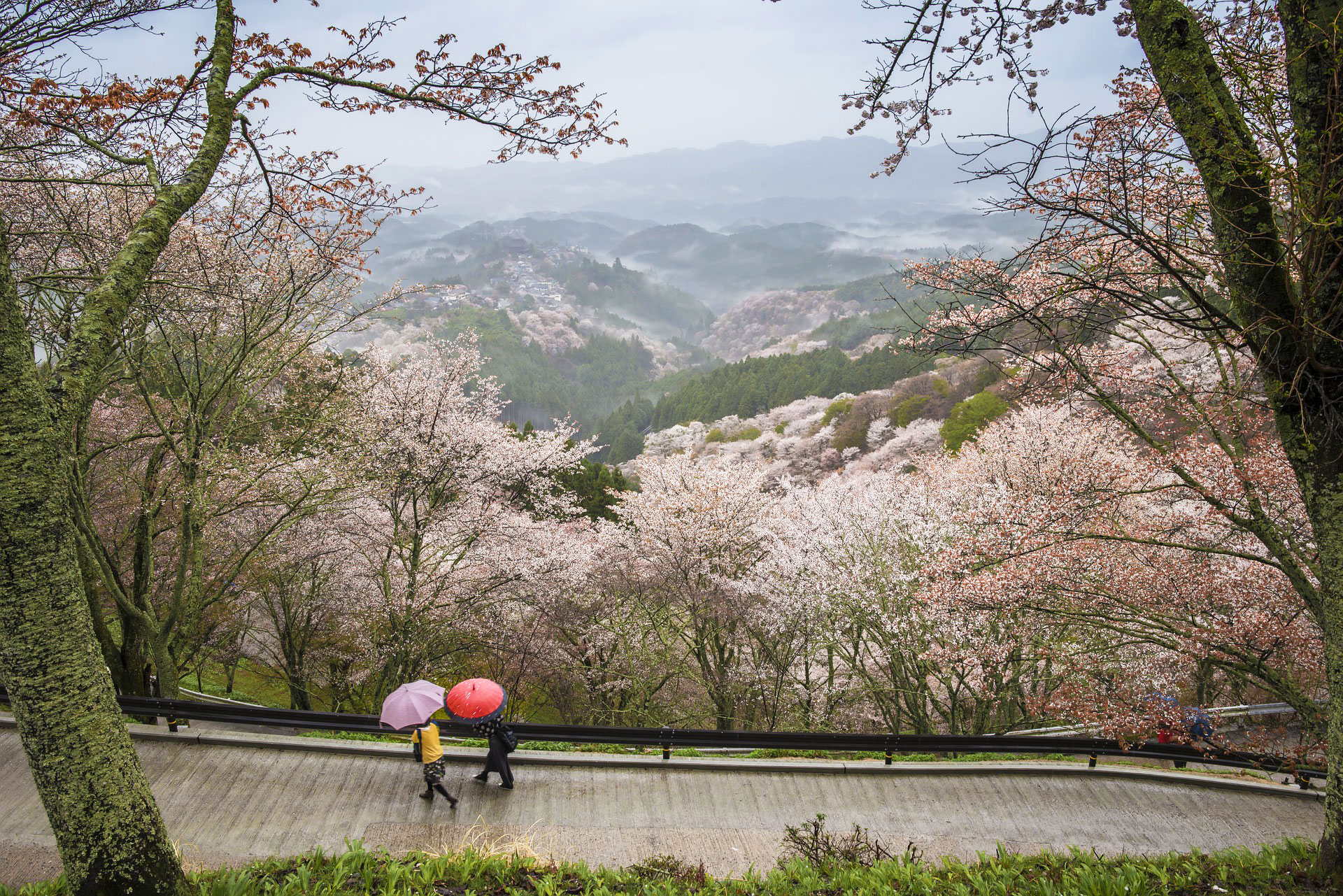 Best of Japan in Spring, Nara